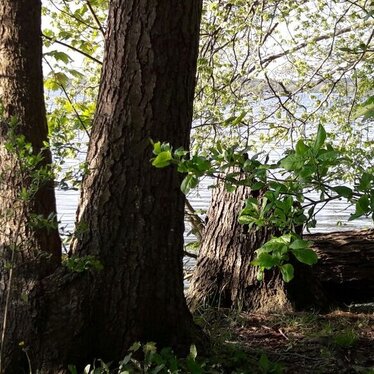 Ufer am See mit Baum, Natur erkunden auf der Fahrradpilgertour