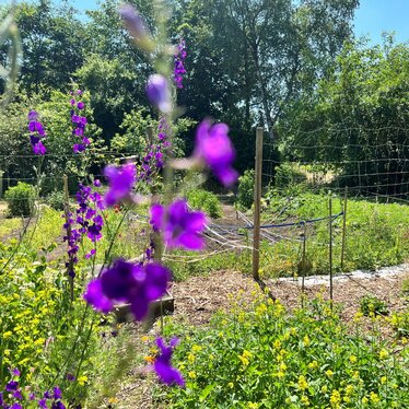 Bibelgarten im Luthergarten Bahrenfeld