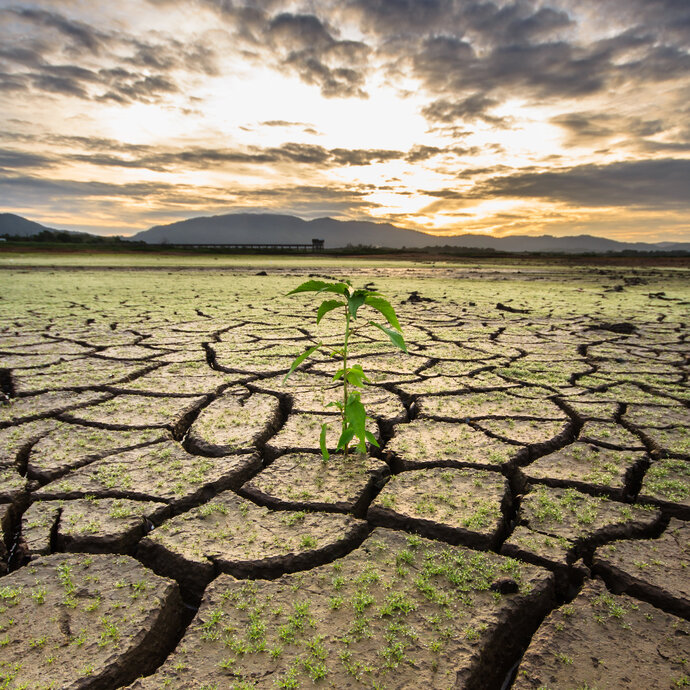 Eine Pflanze wächst auf dürrem Bode. Ein Symbol der Hoffnung und eine Motivation für das Erreichen von unserem Klimaziel.
