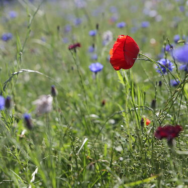 Blumenwiese in Nordfriesland