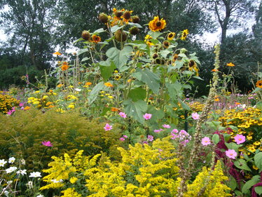 Blumen im Noldegarten Seebüll Blumen im Noldegarten Seebüll