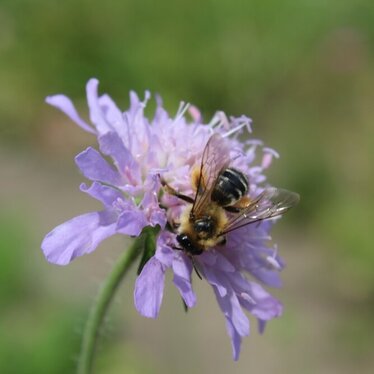 Garten der Sinne - Biene auf Blüte Biene auf Blüte