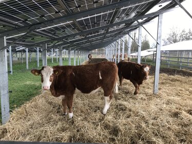 Rinderzucht unter Solarpanelen von SunFarming