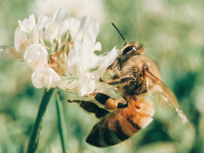 Biene sammelt Pollen an einer Blume. Ein Symbol für den Klimaschutz in der Nordkirche.