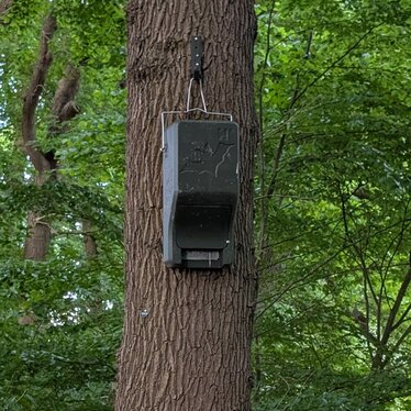 Fledermauskasten an einem Baum auf dem Gelände der Kirchengemeinde Burg in Dithmarschen