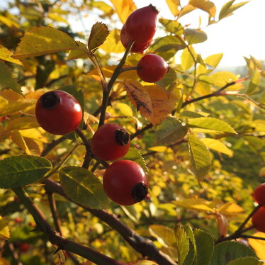 Hagebutten an einem Strauch mit Herbstlaub Hagebutten an einem Strauch mit Herbstlaub