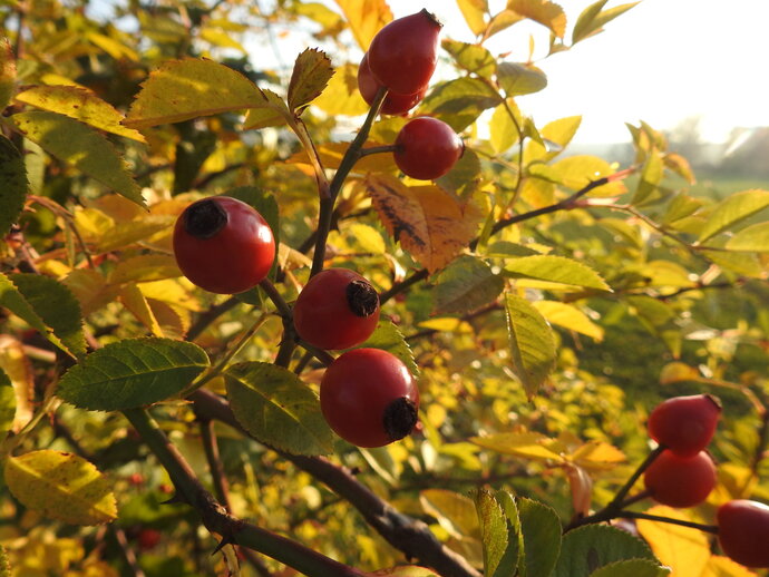 Hagebutten an einem Strauch mit Herbstlaub