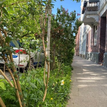 Baumscheibe am Straßenrand von Hamburg mit grünen Pflanzen und Blumen
