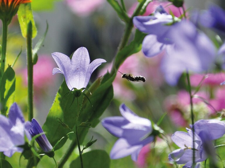 Zur Veranstaltung „Vielfalt wächst in Hamburg und Umgebung - Vernetzungs- und Aktionstreffen für mehr Biodiversität“