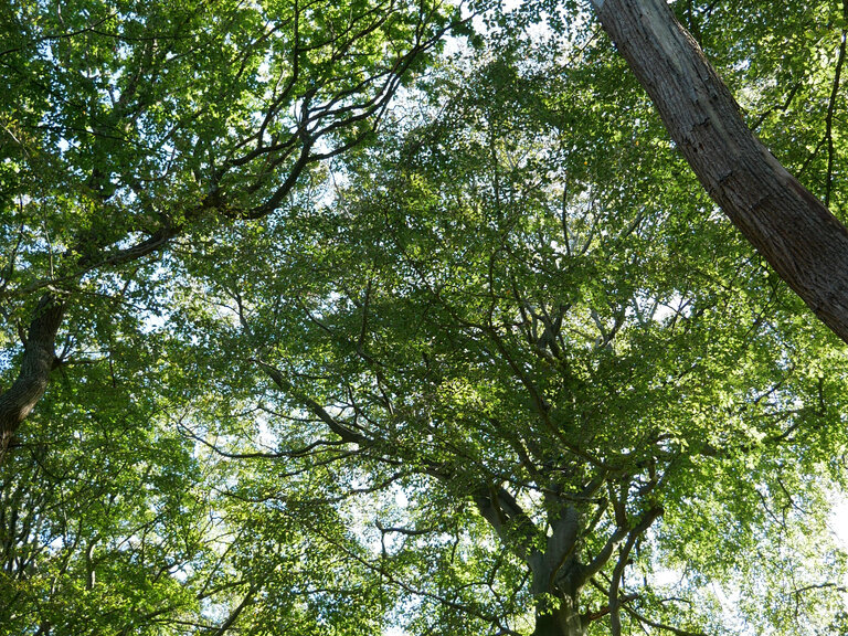 Zur Veranstaltung „Kirche der Wildnis - naturverbunden und heilig“
